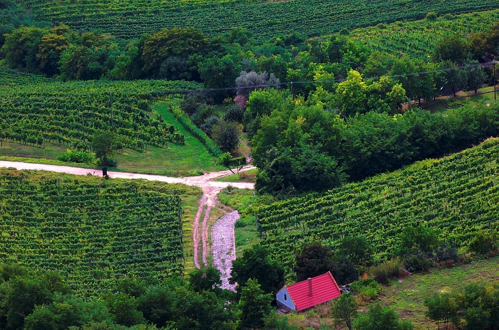 Wineyards by Apu Jeno