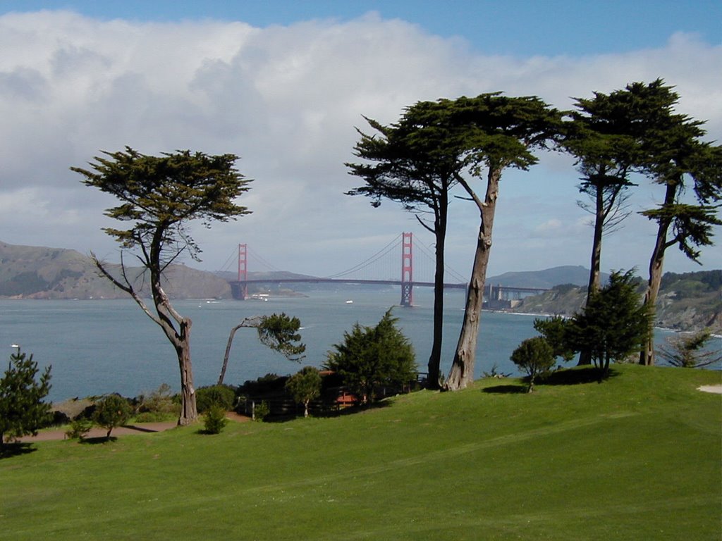 Golden Gate Trees by bigkage