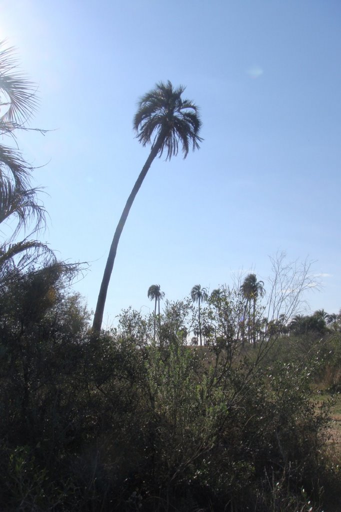 Arbustos y palmera solitaria / Lautaro by Lautaro Tessi