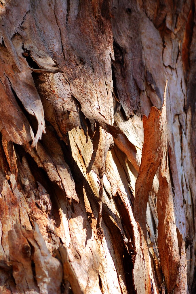 Bark by j. adamson