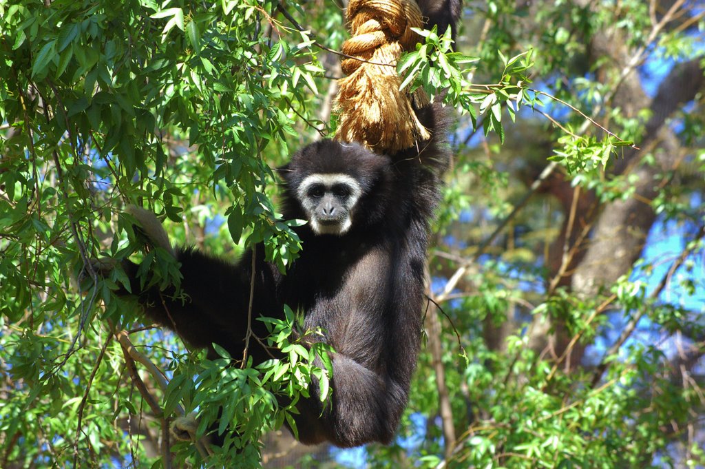 Another Lar Gibbon by j. adamson