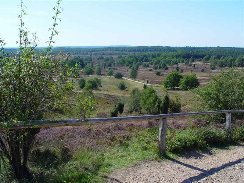 Lüneburger Heide by jofem