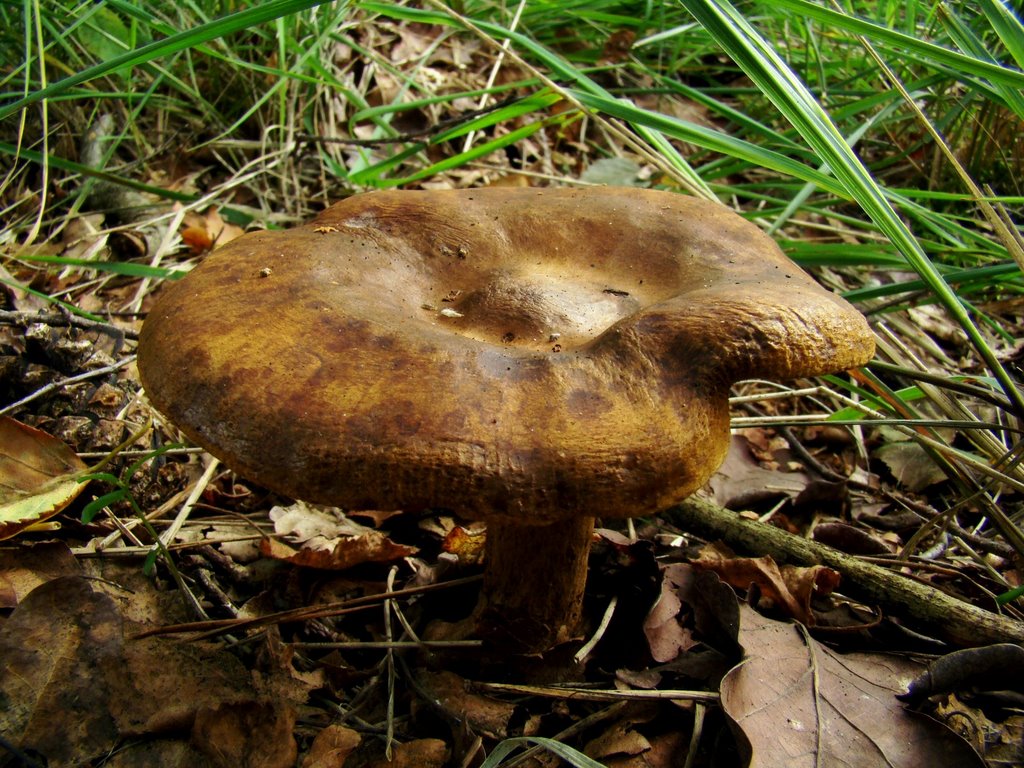 Gewone hertenzwam (Pluteus cervinus) by uaf