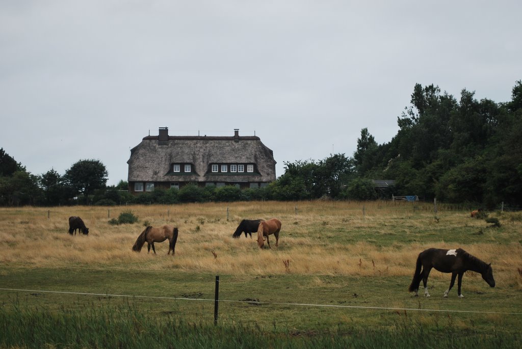 Reetdachhaus mit Pferden by Sebastian Maier