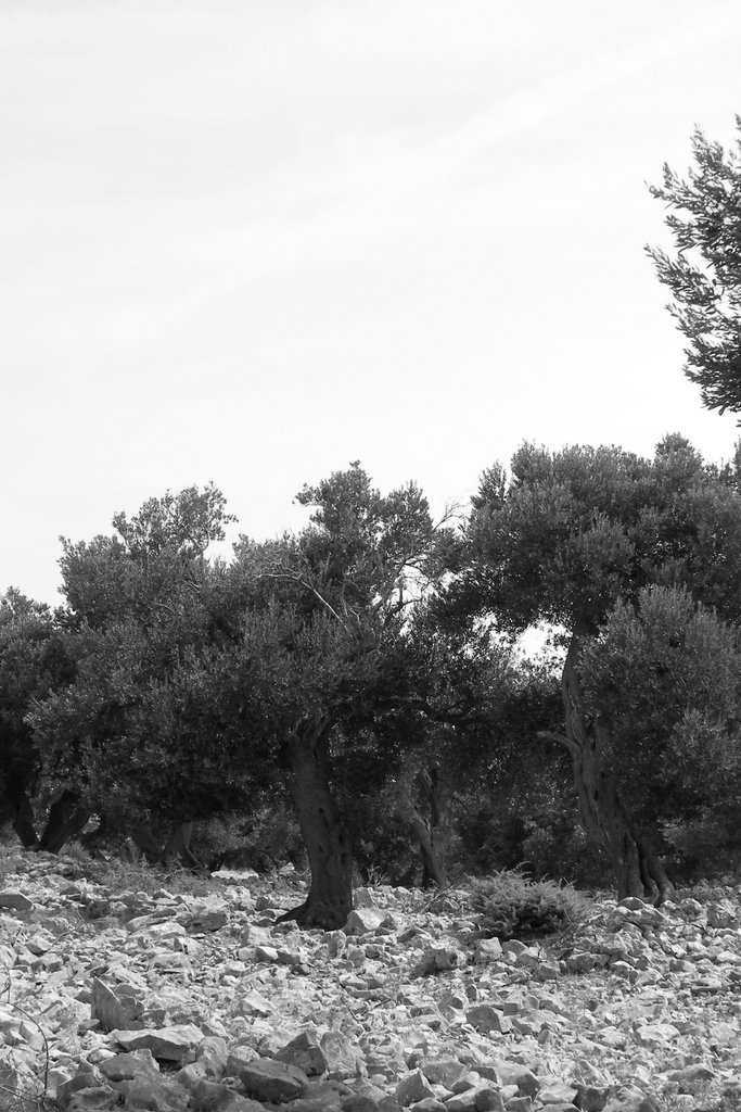 Olive trees - thousand years old by linustwo