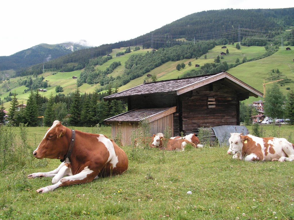 Schönachtal, Cows and Moutains by Ludolf