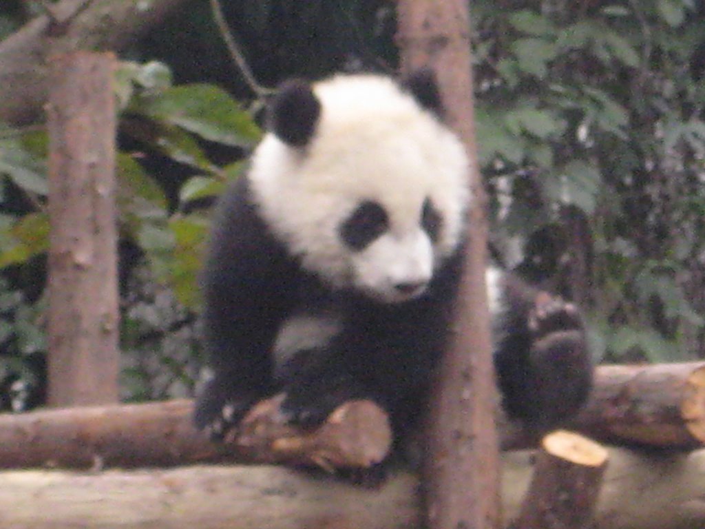 Chengdu Panda by Ramin.bagheri