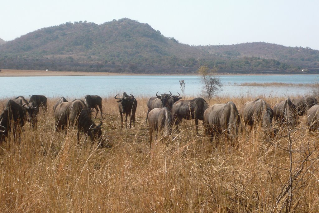 Blue Wildebeast at Mankwe Dam by pj57uk