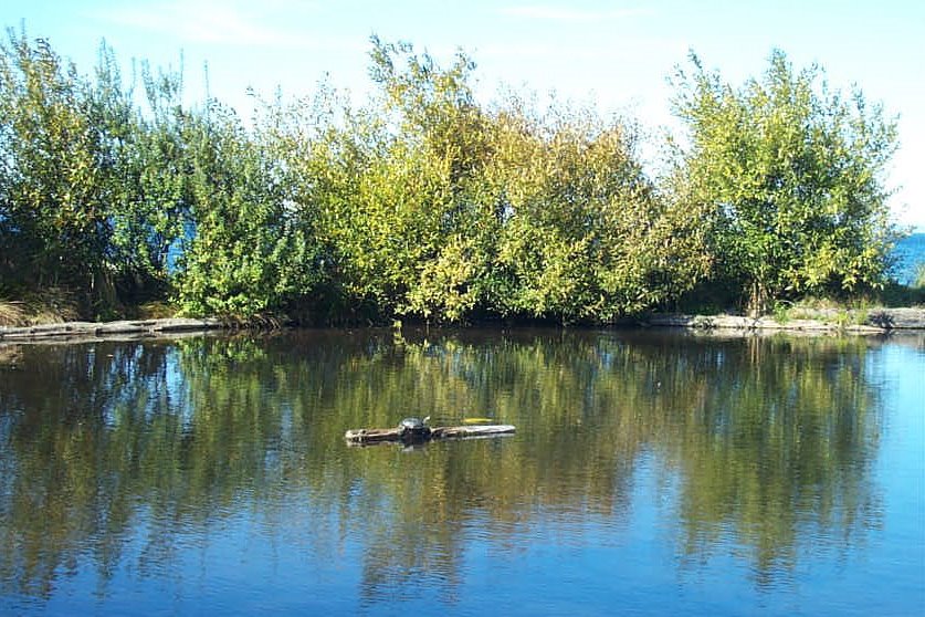 Golden Gardens Lake / Turtle by Ute Sonja Medley