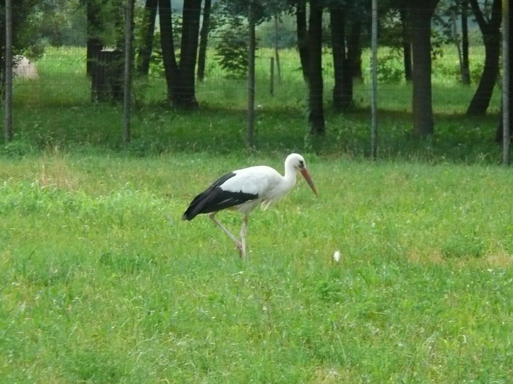 Cicogna a Fagagna by Paola_Pascoli