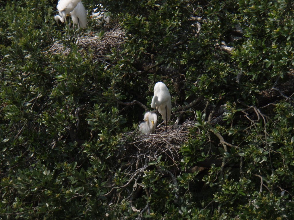 Beatiful birds - St.Augustin, Fl by Lestákné Hegedűs Mariann