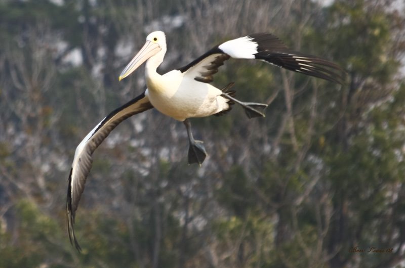 Glide Landing by BLoois