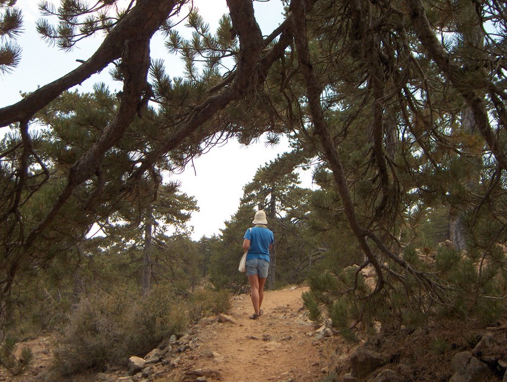 Trail, Mt. Olympos by mr.zid