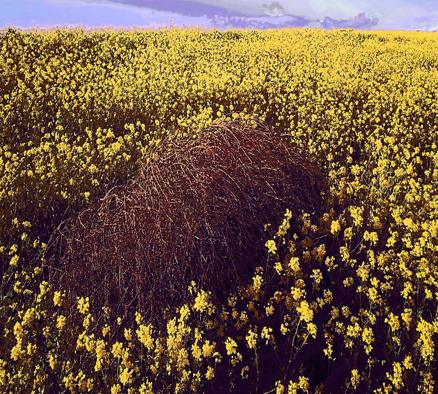 Life and Death-San Marcos, Ca by Dean Lee Uhlinger