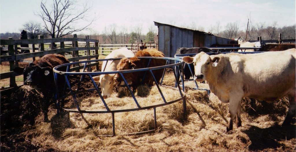 Papa's Cows by Mickey Oshin