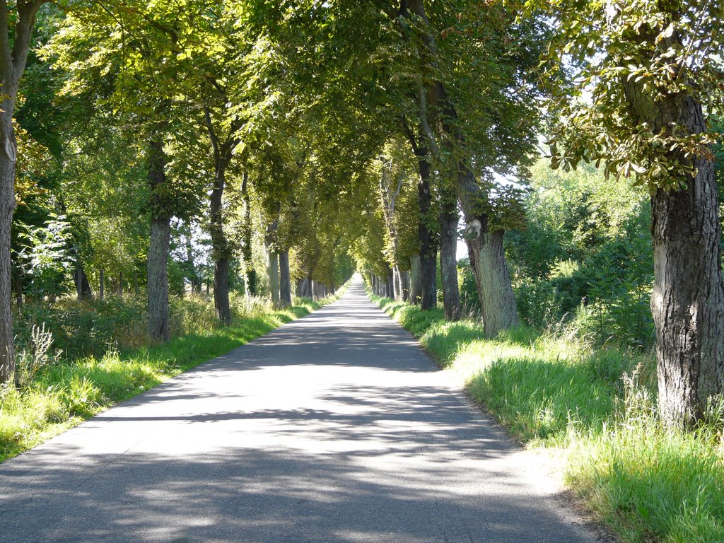 Alley near Kolczewo by akmCrizP