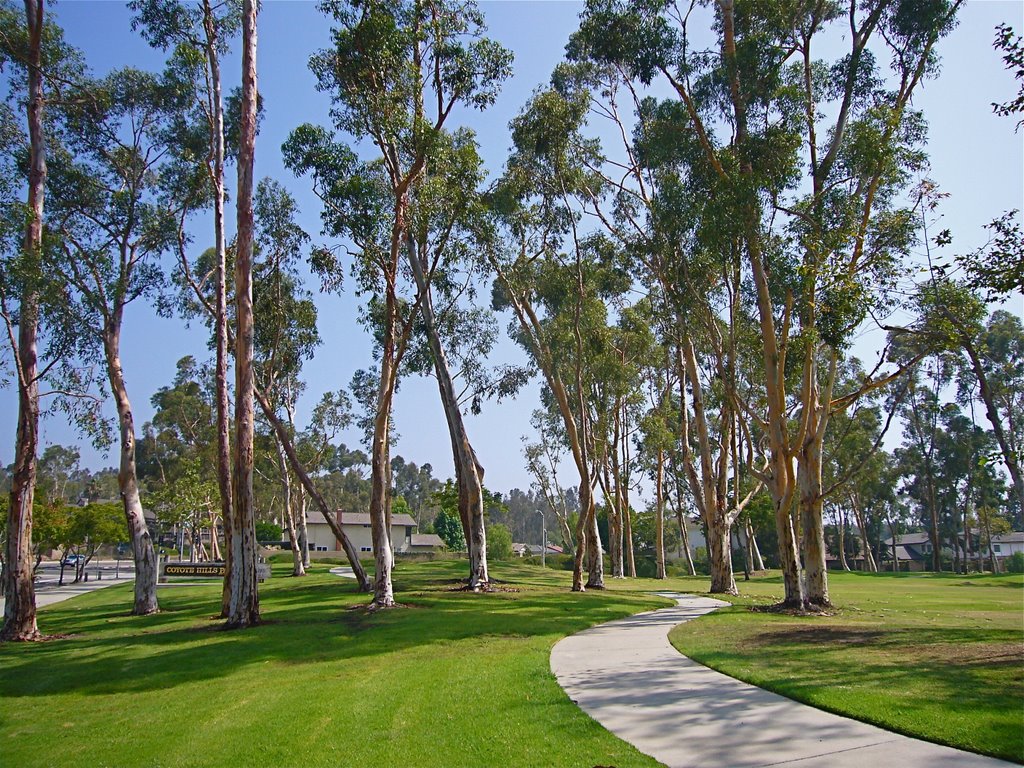 Eucalyptus trees by res08hao