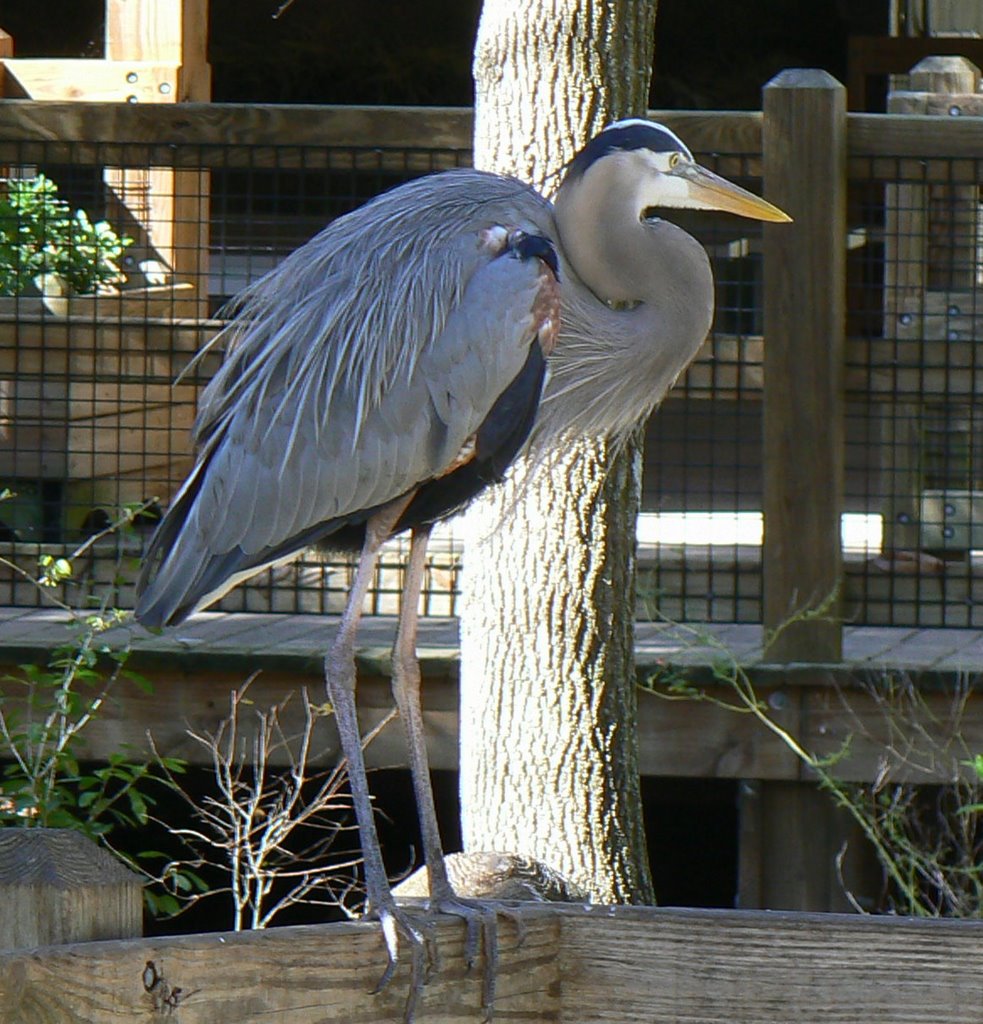 Blue heron by neurozee