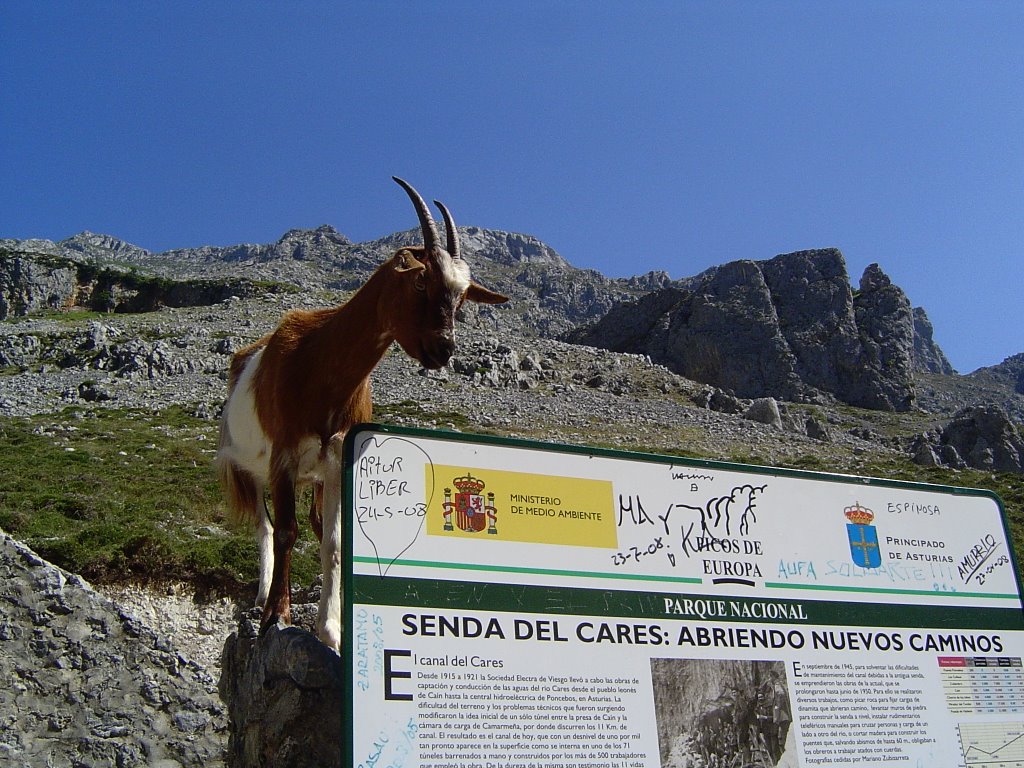 Cabra informando en el Cares by Antonio de la Cueva