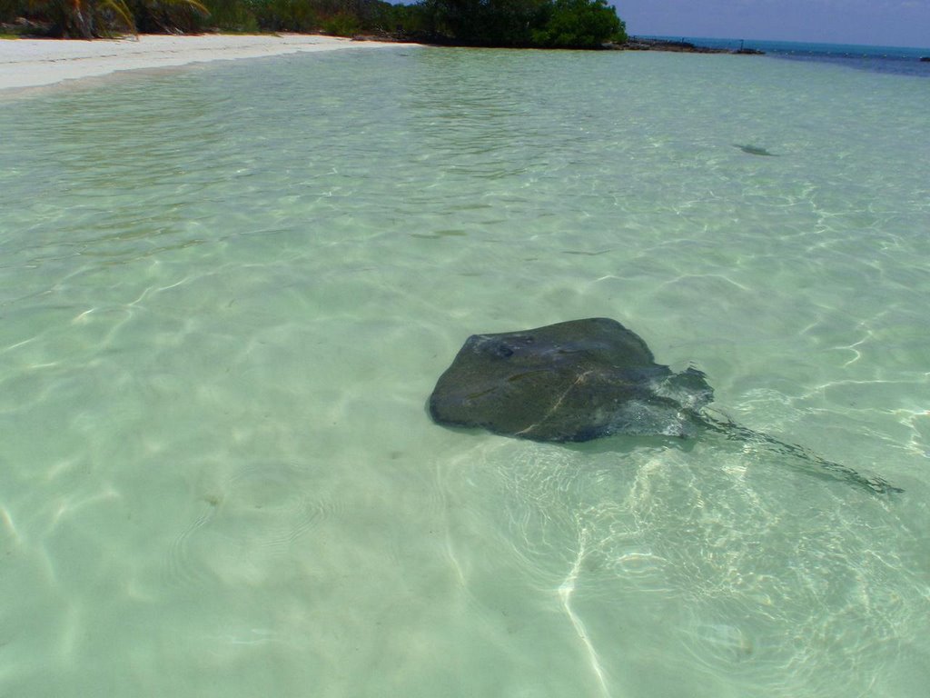 Raya en Isla Contoy, México by j_p_gustavo