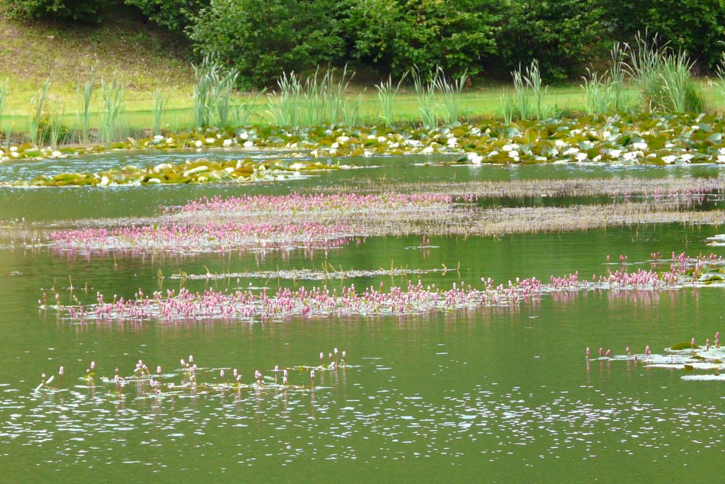 Upton House lake - amphibious bistort & water lilies by Adrian Allain