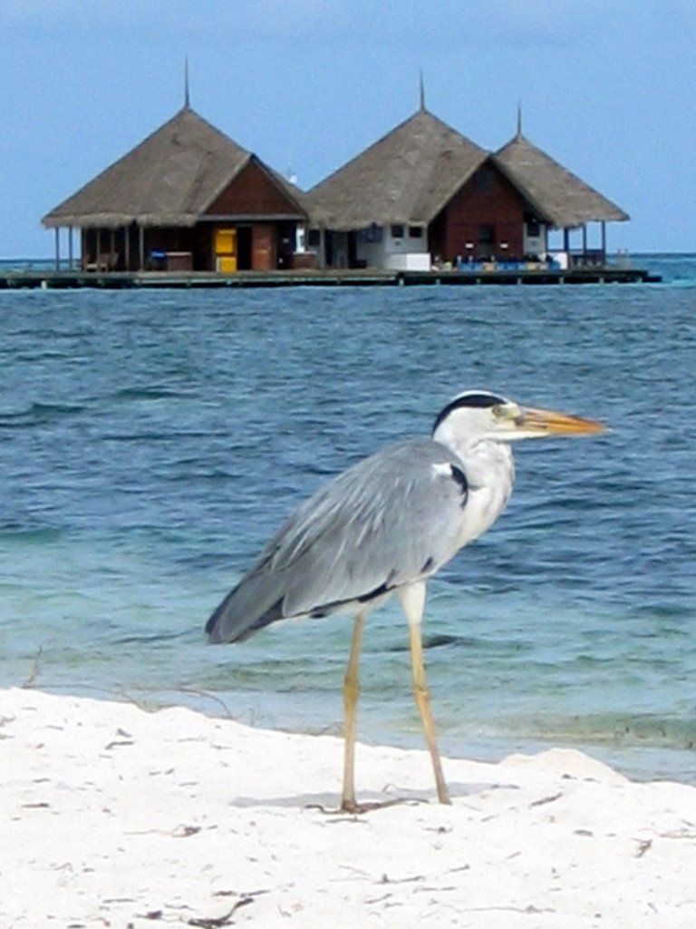 Unnamed Road, Maldives by artzer