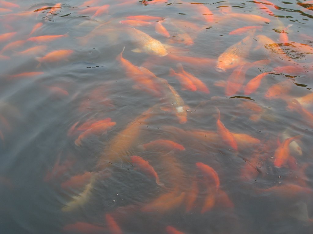 Goldfish (Park at Westlake) by Johannes Pollak