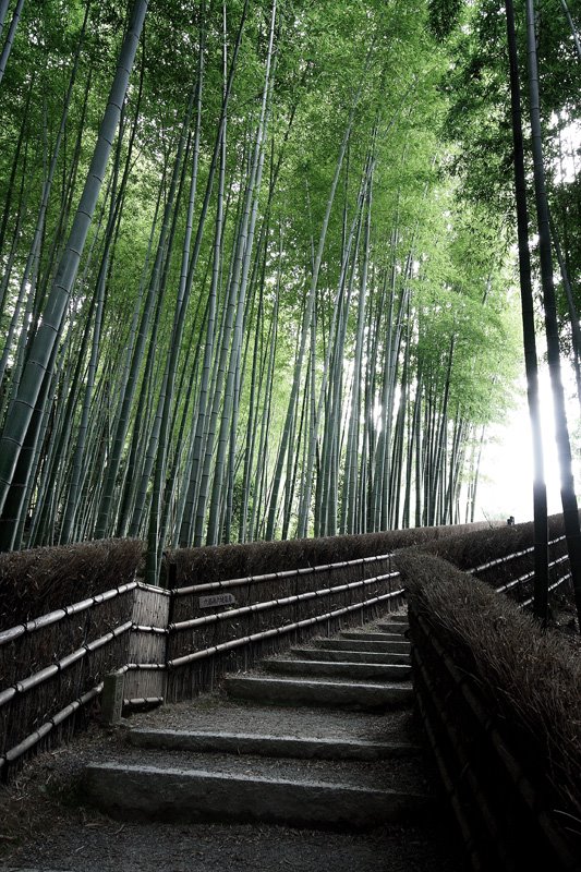 Adashino-nenbutsuji Temple by einocturne