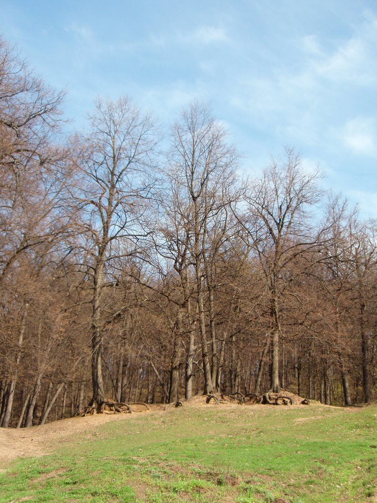 Fairy-tale oaks in Filevsky park by IPAAT