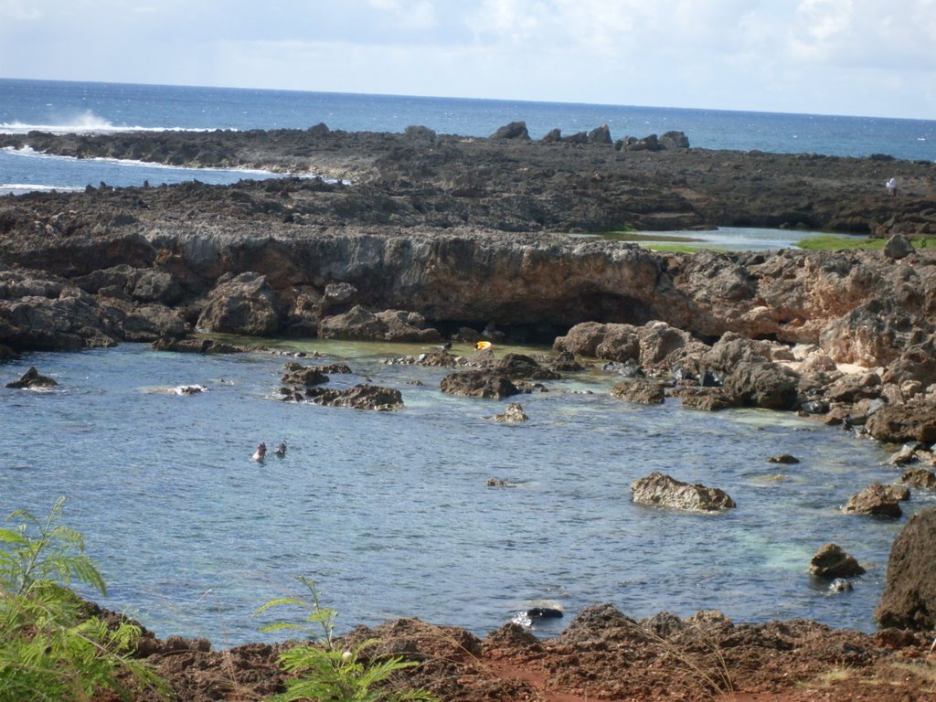 Shark cove by carolina nozzolillo