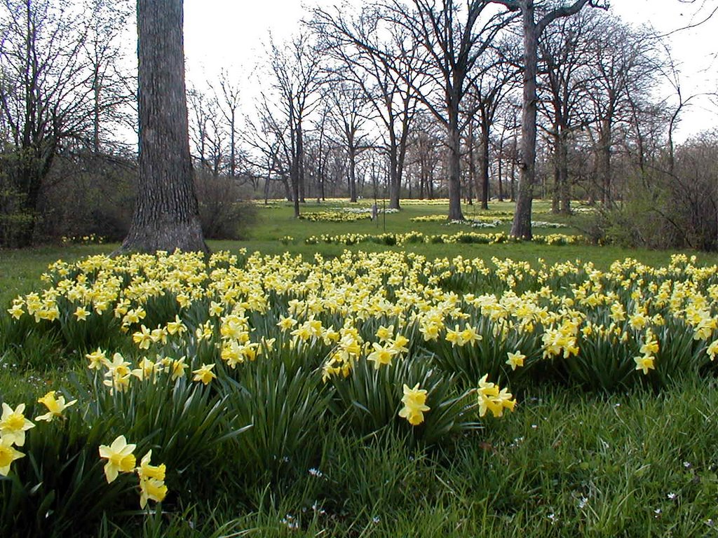 Daffodil Glade at the Morton Arboretum by Pholcid