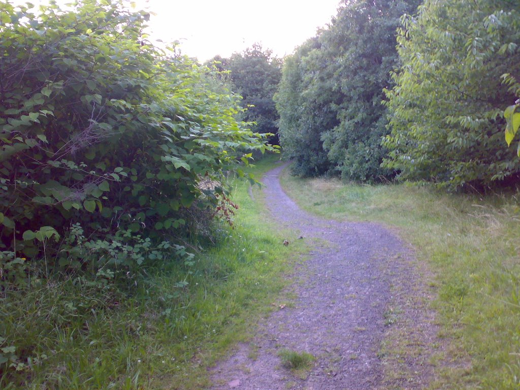 A path in the Nature Reserve by jezchef