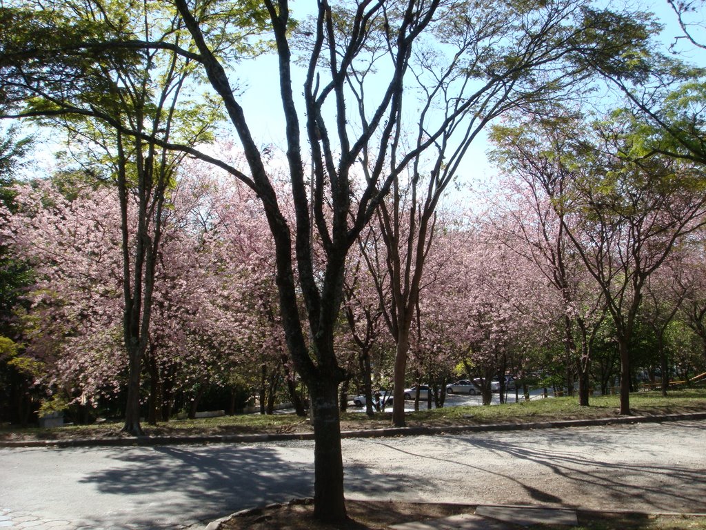 Cerejeiras japonesas by Mauro Antonio Boff