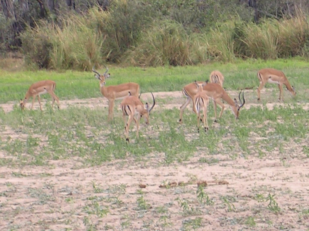 Impalas at Selous reserve by Aldo Ferretto