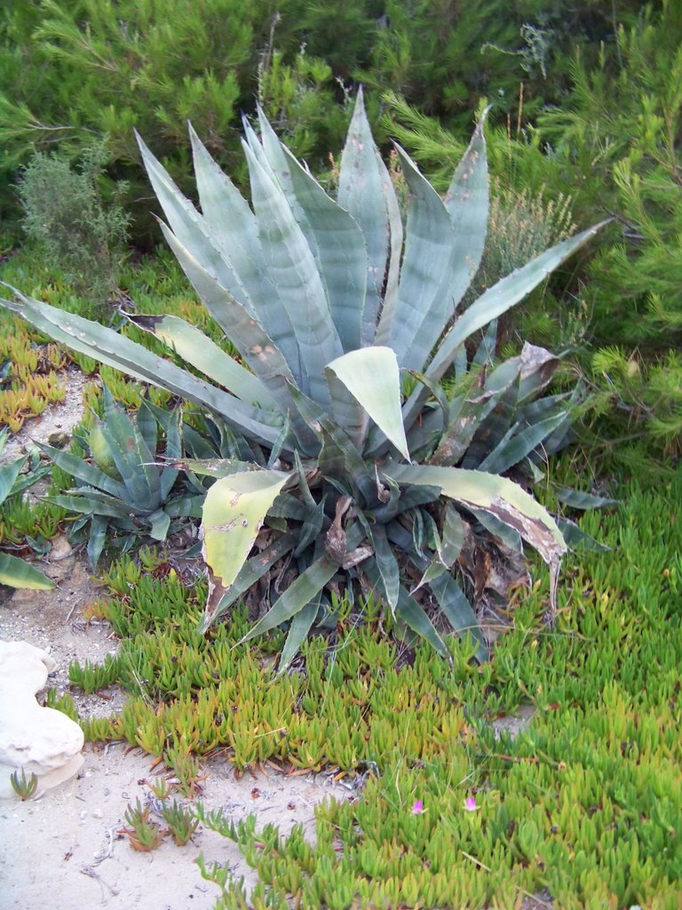 Beach plant 1 by Antonio Campanario