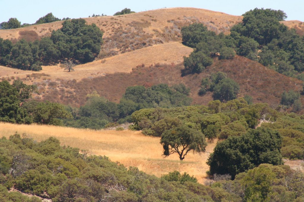 Tapestry of habitats: Grassland, Woodland and Chaparral by Edward Rooks