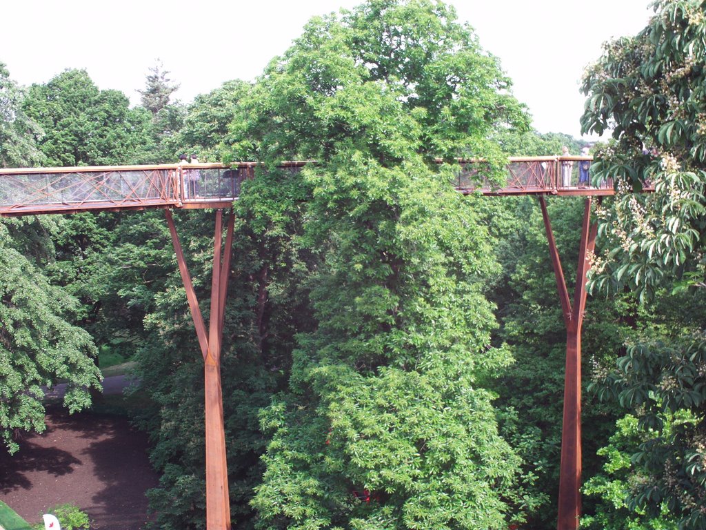 Treetop Walk at Kew by Dave Grimshaw