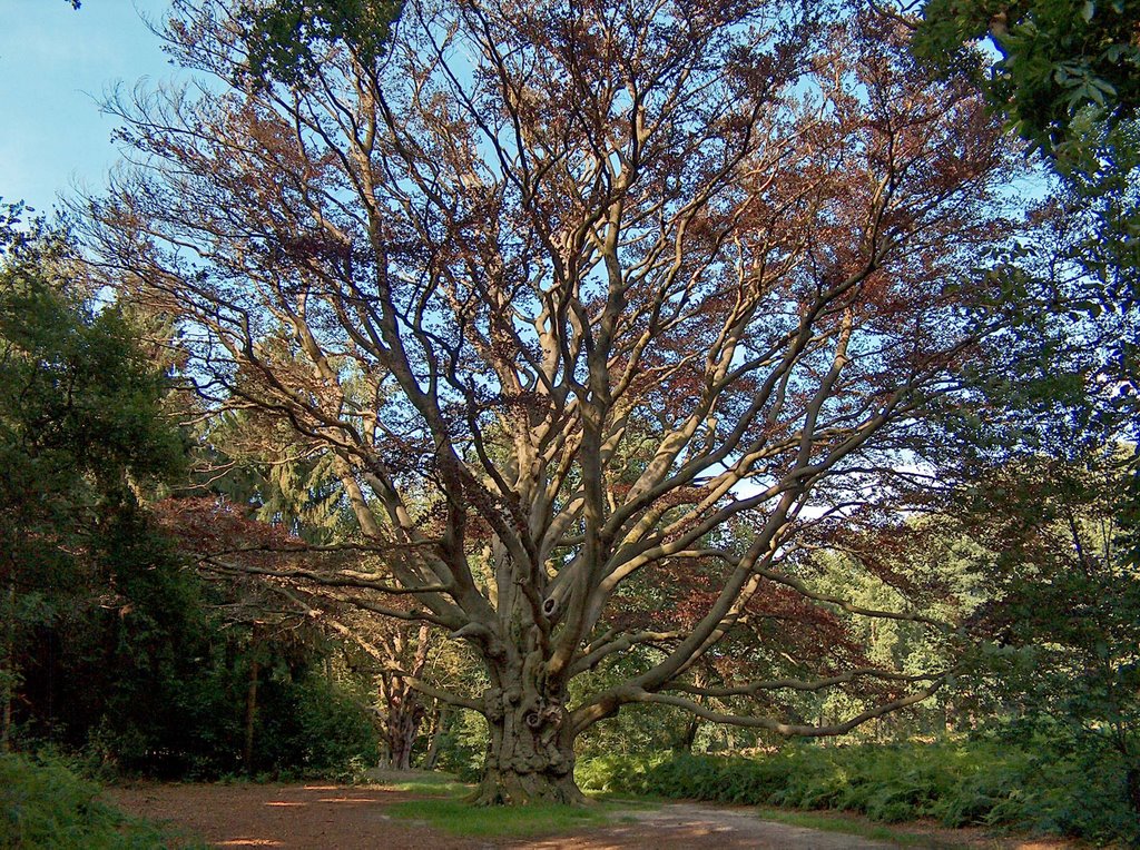 Bruine Beuk van Landgoed Den Bramel / Purple Beech of Den Bramel estate (Vorden, Netherlands) (DETAILS: SEE COMMENTS) by Vincent Mauritz