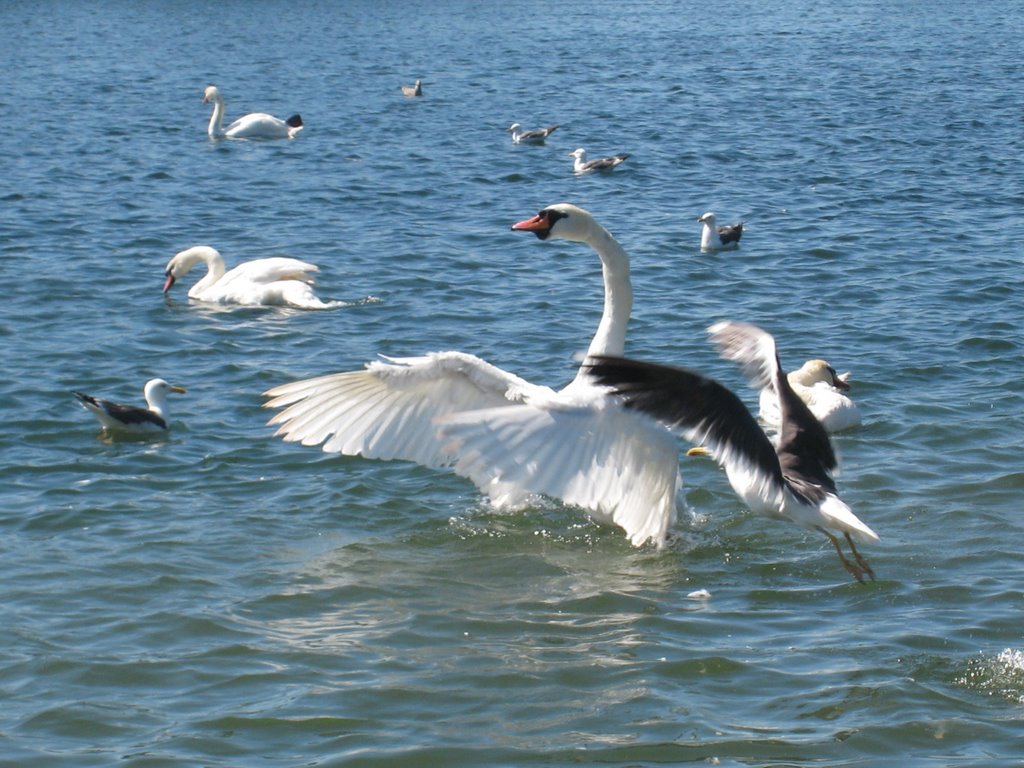 Cosmeston Swan by ghstguy