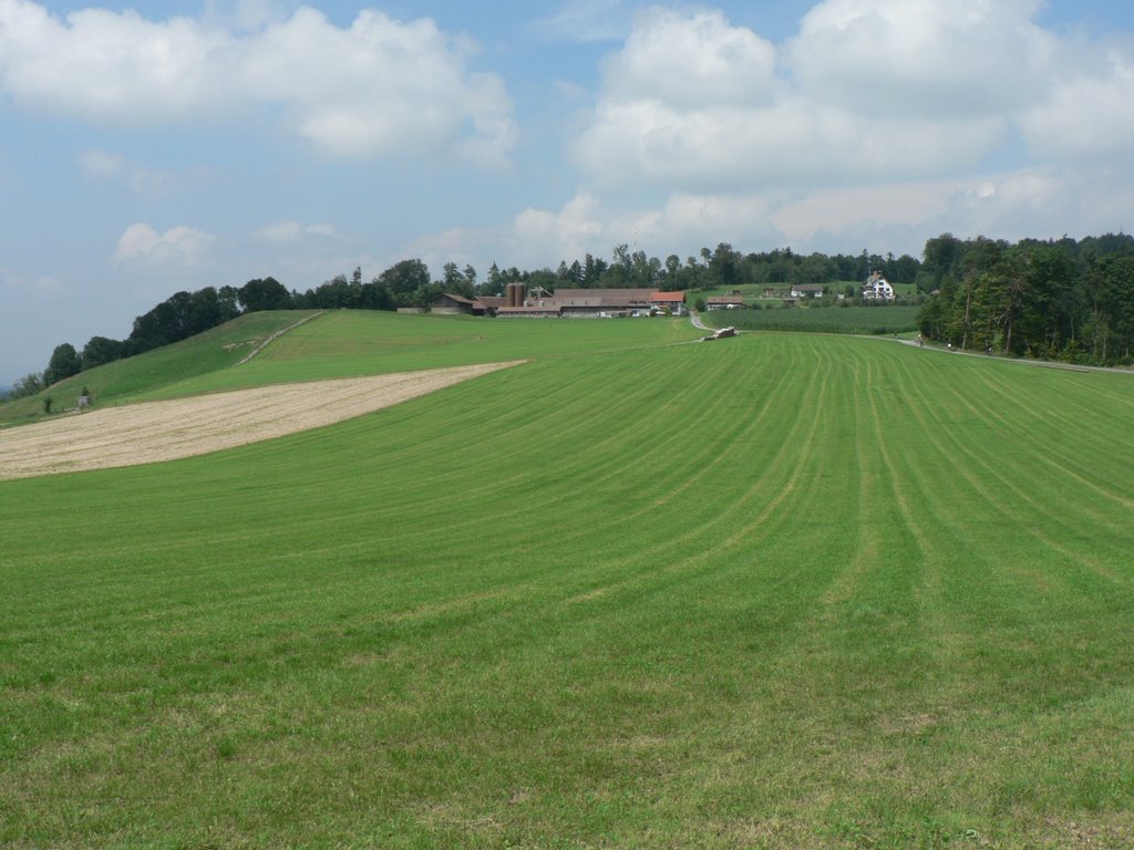 Fields on the Albis ridge by Niek Bergboer