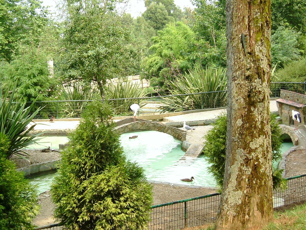 Patos, Vigo Zoo by edmarz