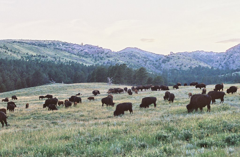 Custer State Park in South Dakota by Plumbergeek