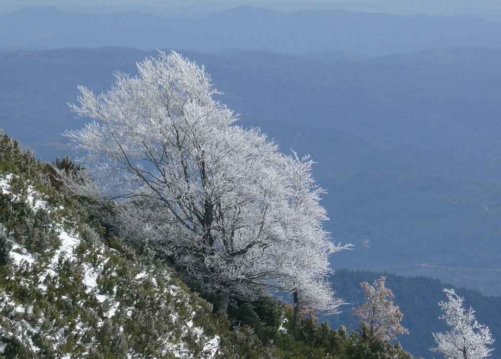 Cencellada en Haya de la Sierra de Santo Domingo by Sestrales