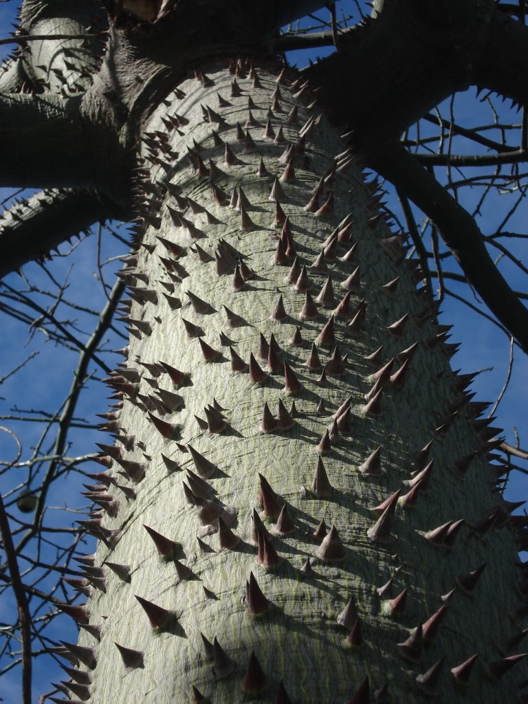 Palo Borracho (Chorisia speciosa) by s_wisner