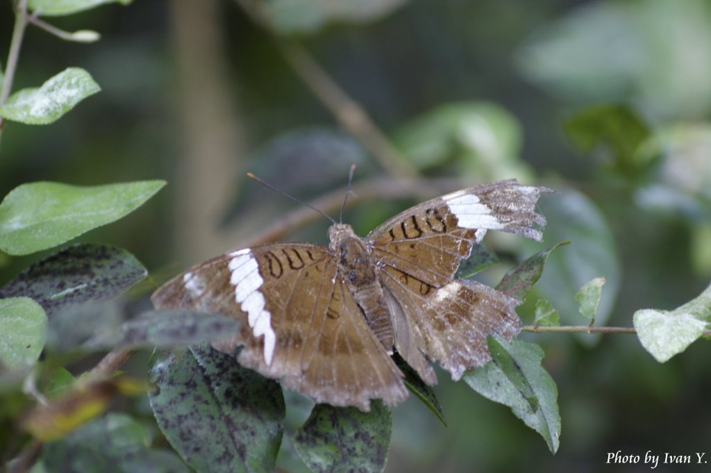 尖翅翠蛺蝶 (雌蝶 Female) Euthalia phemius (蛺蝶科) [不常見] 展翅寛:70mm by ivan-i30