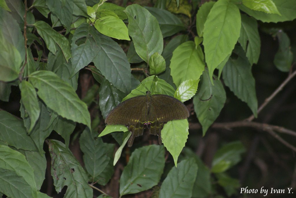 巴黎翠鳳蝶 Papilio paris (鳳蝶科) [很常見] 展翅寛:70-105mm by ivan-i30