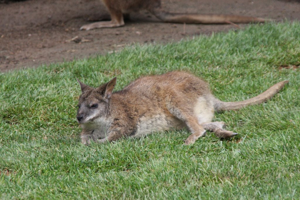 Parma Wallaby by Scott Hanko