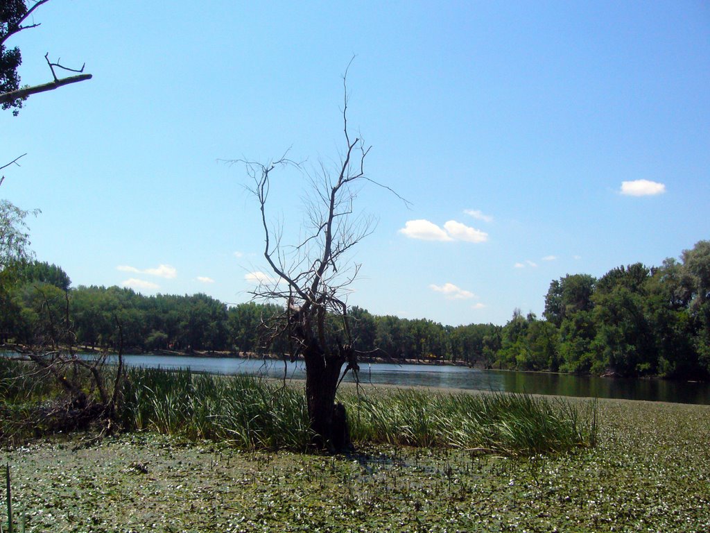 Tisza-Holtág_Ártér by Cedrus