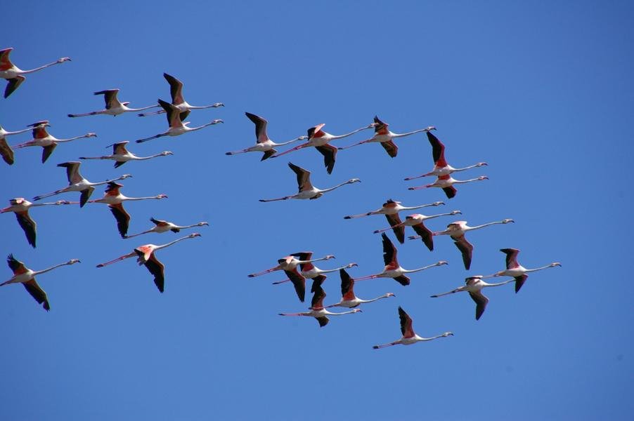 Colors in the sky - flamingos flight by GCabanita