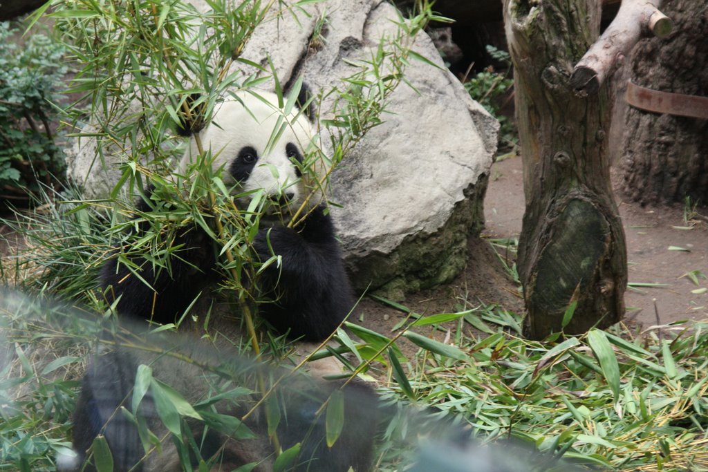 Eating Bamboo by Scott Hanko